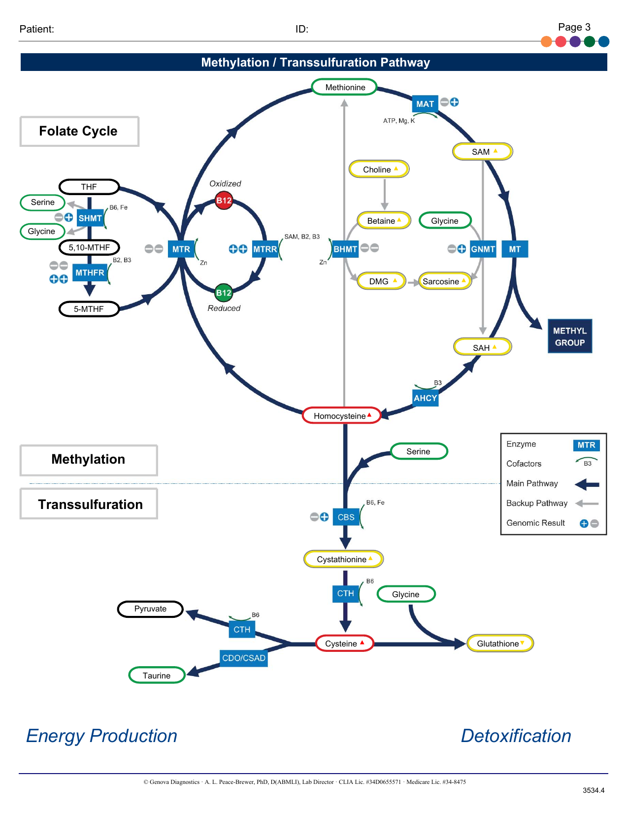 Diagrama da via de Metilação e Transsulfuração do laudo Methylation Panel