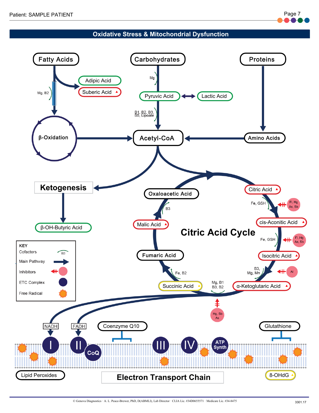 Diagrama de Estresse Oxidativo e Disfunção Mitocondrial do laudo Organix